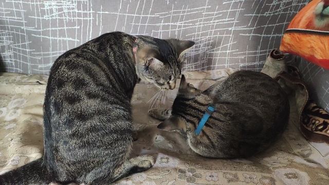 кошка(брат и сестра)