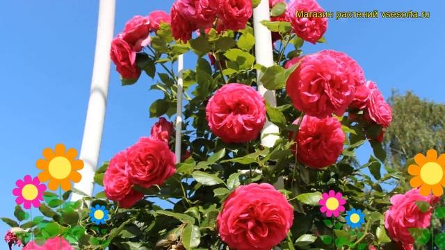 Роза плетистая Маритим. Краткий обзор, описание характеристик, где купить саженцы Maritim смотреть онлайн