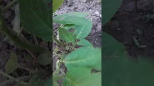 бругмансия выращенная из семян