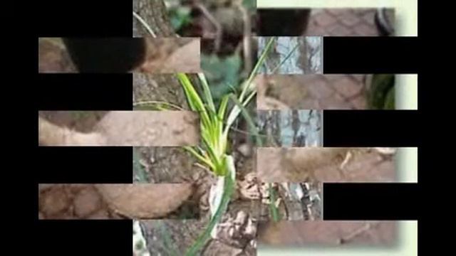 Beaucarnea, Flaschenbaum, Elefantenfuß, Wasserpalme, Affenbaum смотреть онлайн