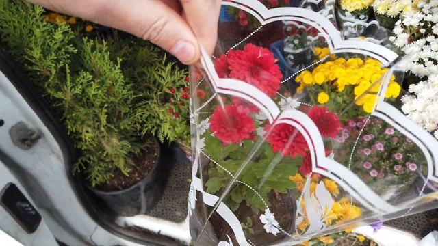 Как еще мы продаем хризантему и куда? смотреть онлайн