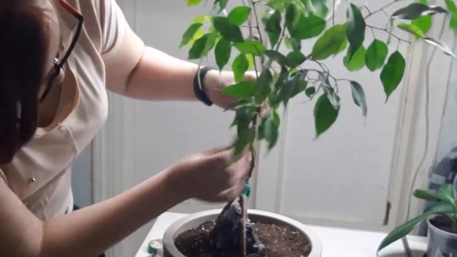 Фикус Бенджамина пересадка/плетение фикуса Бенджамина косичкой смотреть онлайн