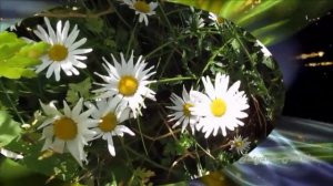 Куда уносят мечты! Эдгар Туниянц.Where the claim dreams!