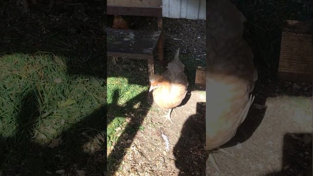 Куры,доминант с 104 и Ломан Браун. смотреть онлайн