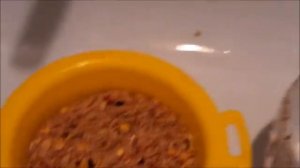 Как прорастить зерно для кур?//А есть ли польза от пророщенного зерна?