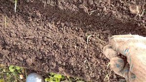 Как посадить озимый лук