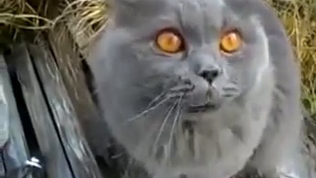 Как научить кота говорить смотреть онлайн