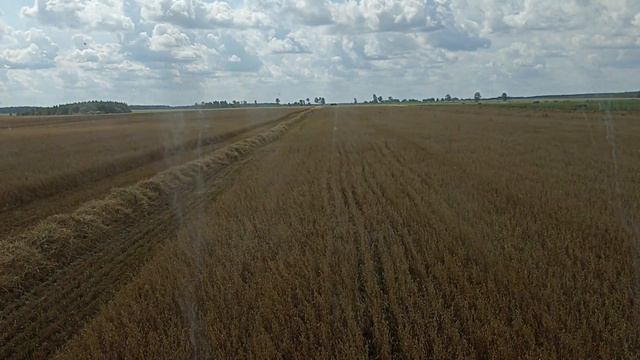 Убираем Лидой Лиду(семенной овес сорт Лидия) смотреть онлайн