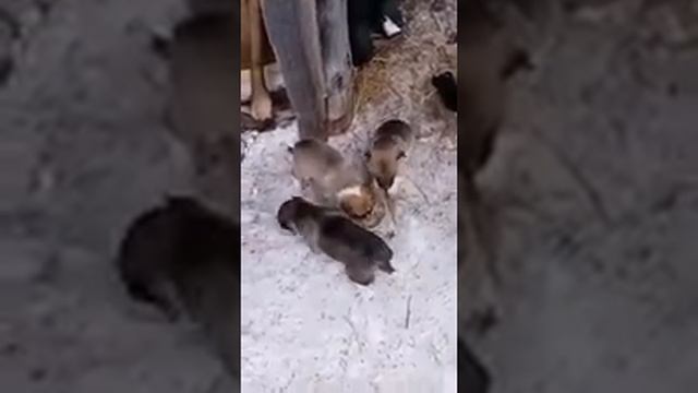 Щенки лайки, нам 3 недели уже, пробуем кушать