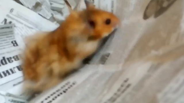 Мой хомяк смотреть онлайн