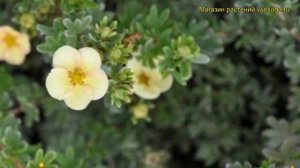 Лапчатка кустарниковая Дейдаун. Краткий обзор, описание характеристик potentilla fruticosa Daydawn
