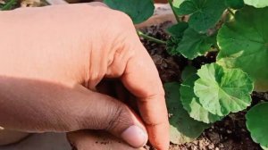 Geranium plant main kaise paye spring season main bht se flowers ❤❤