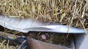 Куры несушки ???рацион питания ??