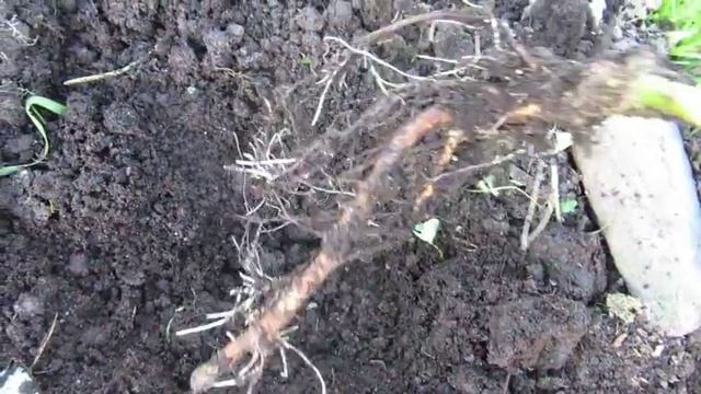 Наша дача. Высаживаю "Подснежные" розы в открытый грунт. смотреть онлайн