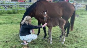 Кобыла с жеребёнком – безопасно или нет?
