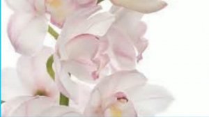 День рождения поздравления на татарском