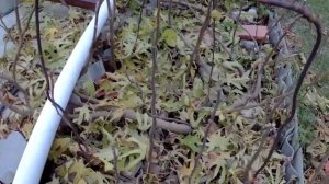 Формировка и обрезка инжира на зиму ч.1