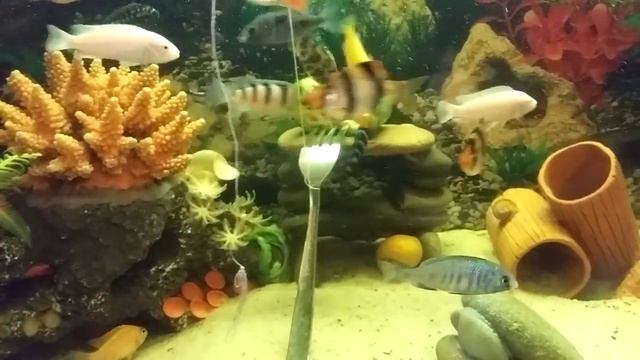 Кормление цихлид огурцом смотреть онлайн