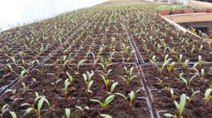 Как заработать на выращивании свёклы.