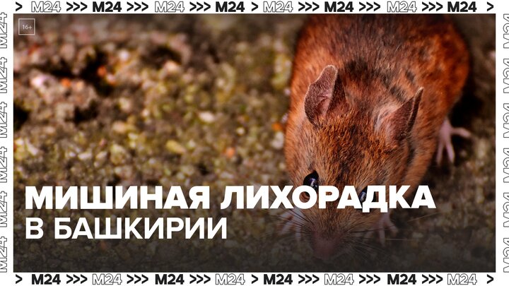 Больше 500 человек заразились мышиной лихорадкой в Башкирии - Москва 24
