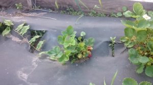 Азия — удивительный сорт клубники  Описание клубники Азия.