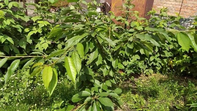 #ОГУРЦЫ.ЛУЧШИЙ СПОСОБ ПОСАДКИ РАССАДЫ ОГУРЦОВ В ОТКРЫТЫЙ ГРУНТ!!! смотреть онлайн