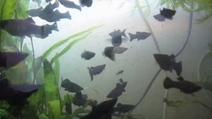 Корм для рыбок говяжья варёная печень. мальки растут