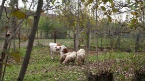 Сушка красной хурмы Азербайджанская Кухня Деревенская Кухня  Рецепты