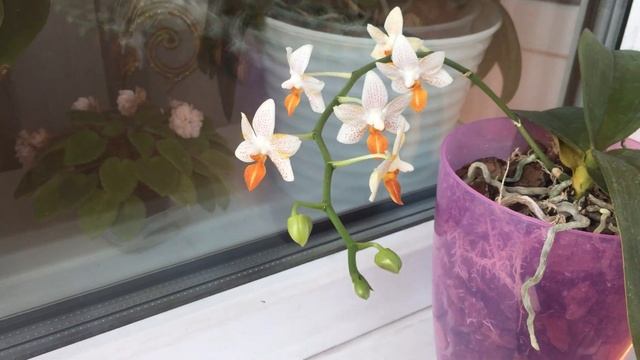 Орхидея фаленопсис Мини Марк смотреть онлайн