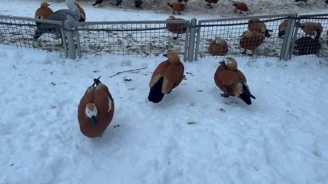 Три девицы под окном. смотреть онлайн