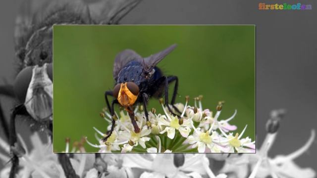 Средства от комаров и их укусов смотреть онлайн