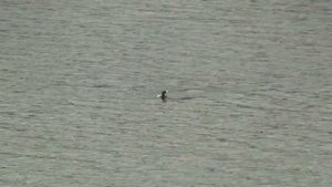 Common Loon, Columbia River. Полярная гагара (1571sp)