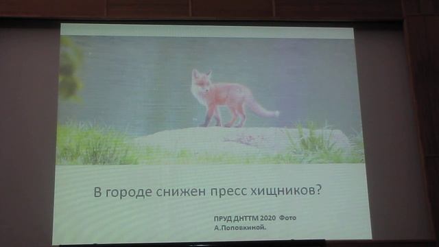 07.10.2020, К.В. Авилова. Летний учет 2020 г. водоплавающих в Москве, часть-2 смотреть онлайн