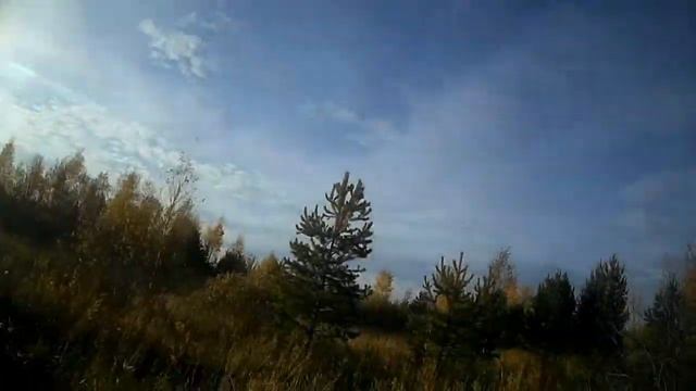 Охота на зайца с русским охотничьим спаниелем 2019