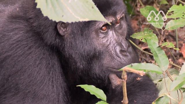 TIGRE vs GORILA  - QUEM VENCE ESSA LUTA? Gorilla vs Tiger fight real
