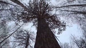 Бузулукский бор зимой