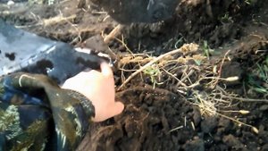 вспашка и испытание самодельного винтового отвала