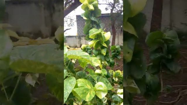 #shots ☺️ इतना खूबसूरत curly leaves acalypha plant 🎍 VC's gardening channel смотреть онлайн