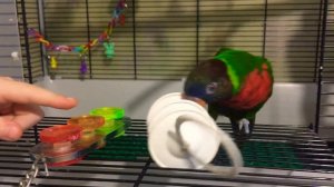 Радужный лорикет.