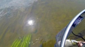 Нахлыст на Белой