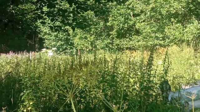 моё хозяйство/звери едят траву/лес, иван-чай и борщевик смотреть онлайн