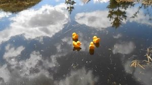 Пруд на даче-2, ответы на вопросы, кормушка для рыб, запуск малька карпа.