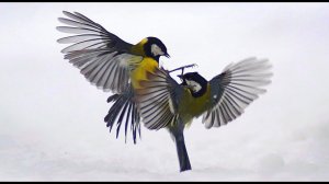 Синица большая (Parus major)