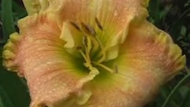 Лилейник daylily LUCK BE A LADY смотреть онлайн