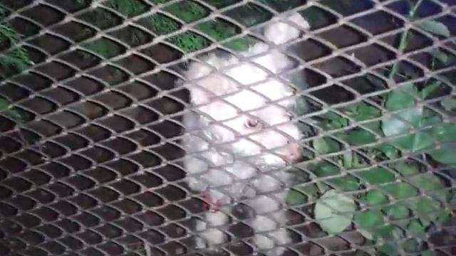 Зиш смотреть онлайн