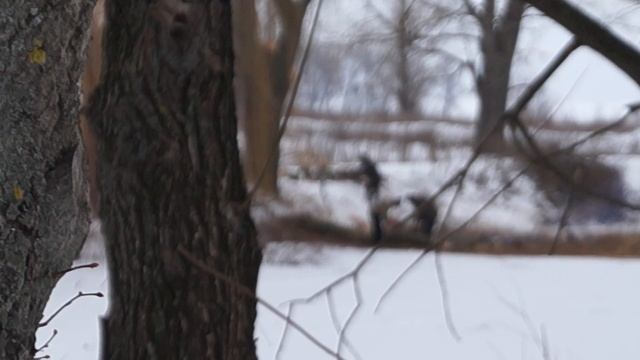 "Чистка" дерев в с. Жердя смотреть онлайн