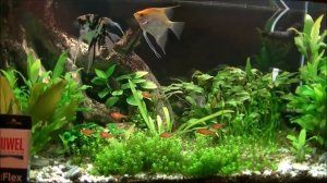 Освещение аквариума, спектральный состав ламп