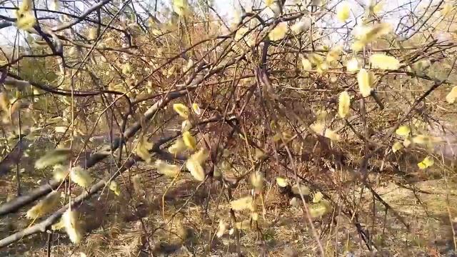 ВЕРБА - красивые цветущие деревья ЭТИМ РАСТЕНИЕМ МОЖНО УКРАСИТЬ САД