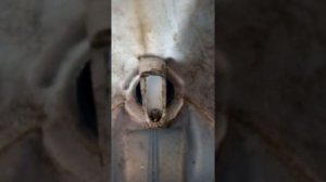 Пистолет для штукатурки своими руками