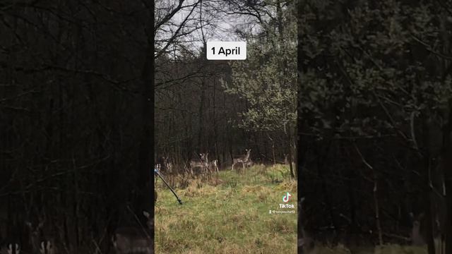 Практически перед домом#schön #2023 #glück #любовь #отдых #urlaub #олень #wildlife смотреть онлайн